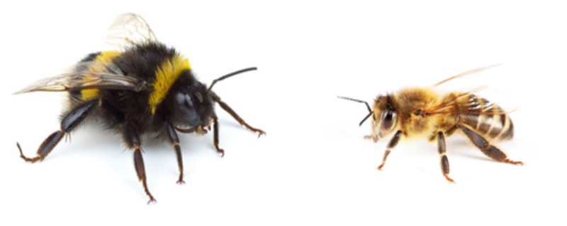 abejas-y-abejorros