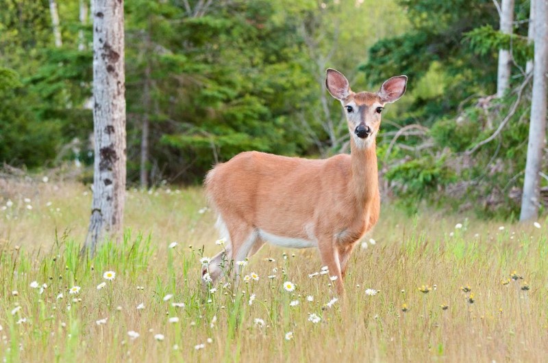 animales-que-viven-el-bosque