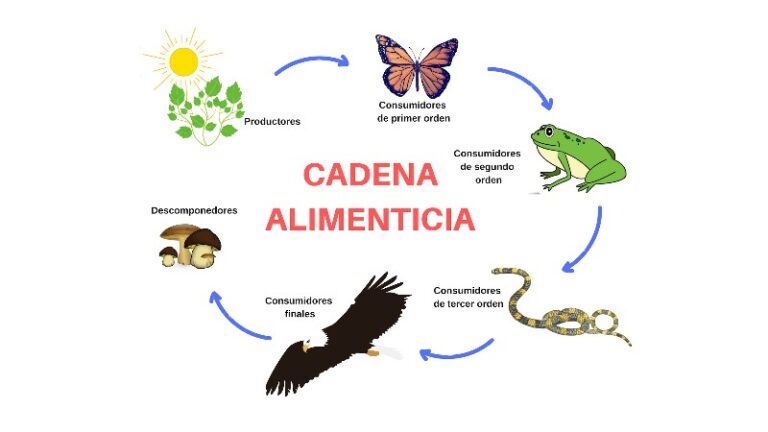cadena-alimenticia-ejemplos