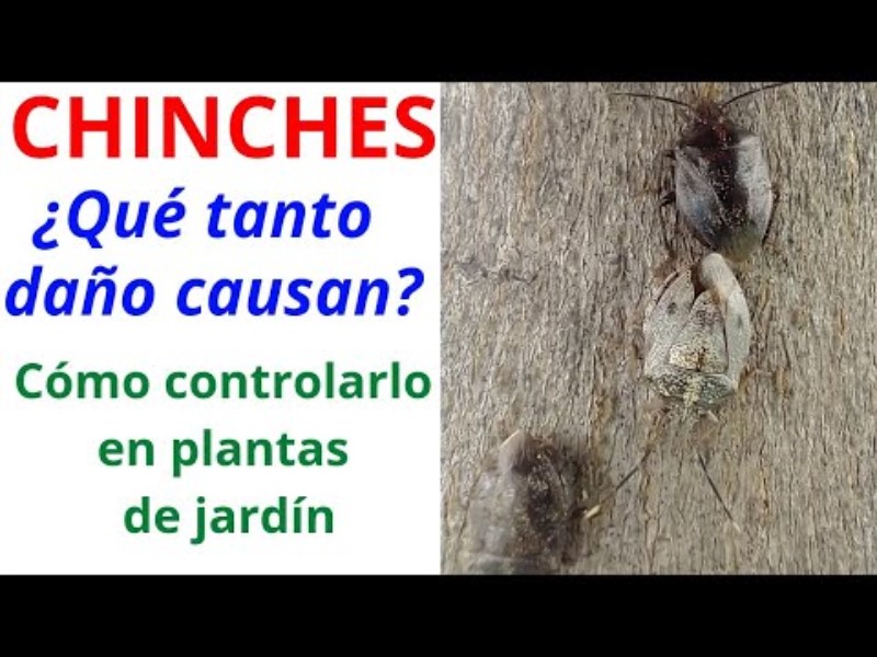 chinche-apestosa-como-eliminar