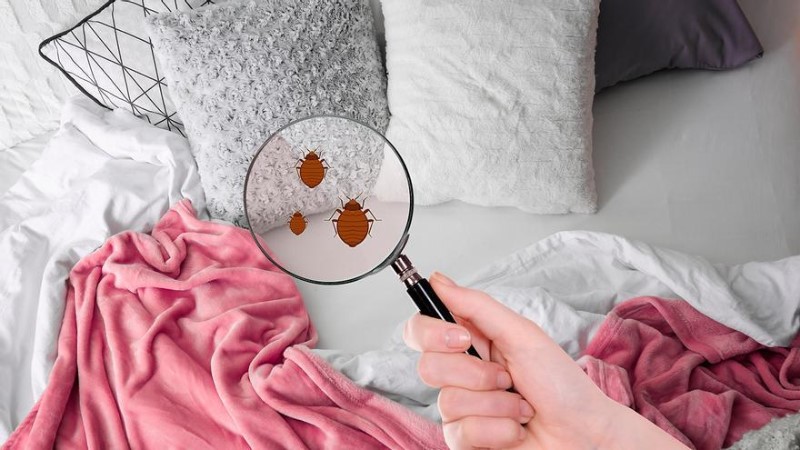 colchon-chinches-picadura