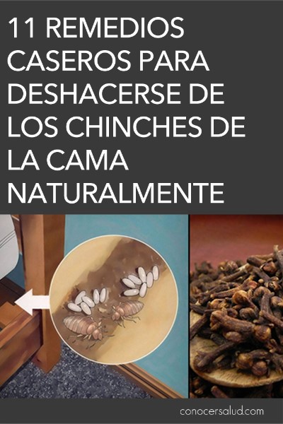 como-deshacerse-de-las-chinches