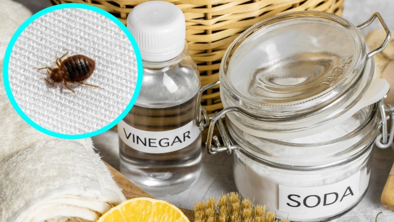 como-eliminar-las-chinches-al-100