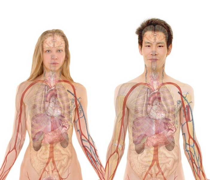 cual-es-el-organismo-mas-grande-del-cuerpo-humano