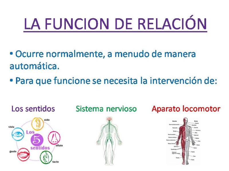 en-que-consiste-la-funcion-de-relacion