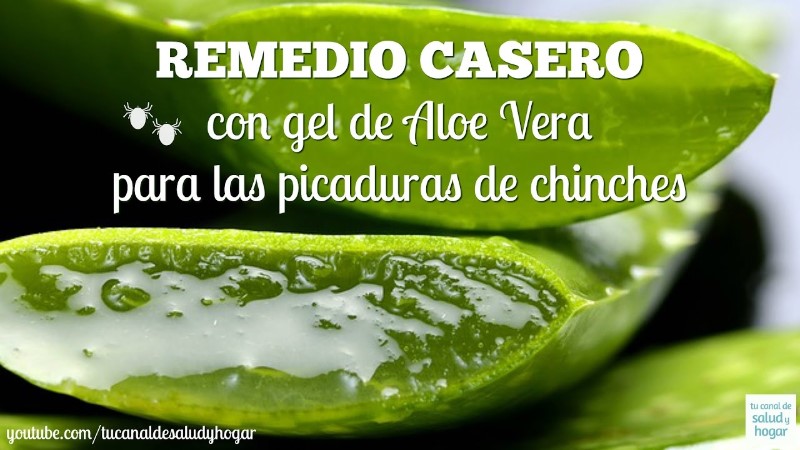 picaduras-de-chinches-tratamiento-casero