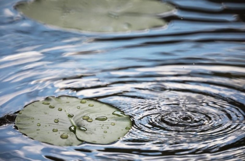 plantas-que-indican-agua-subterranea