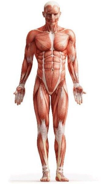 posicion-anatomica-estandar