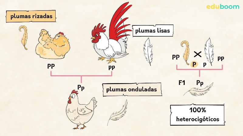 problemas-de-genetica-4-de-eso