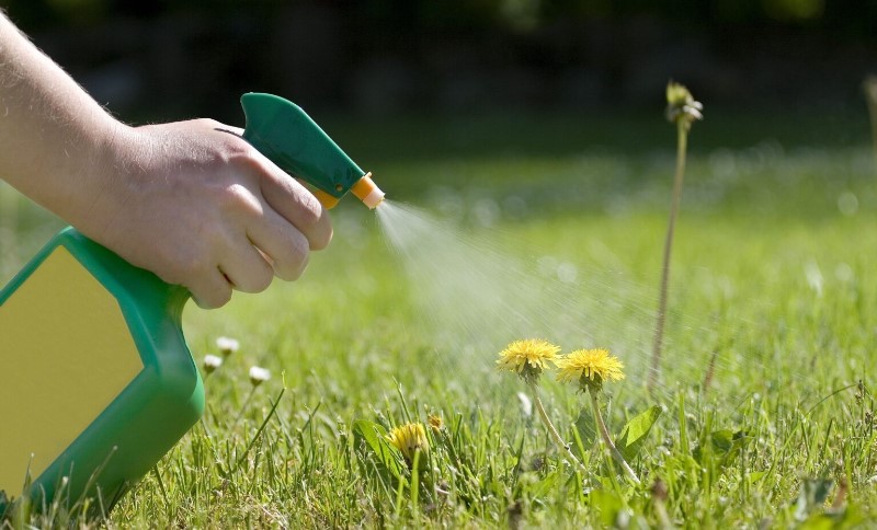 proporcion-de-vinagre-y-agua-para-plantas