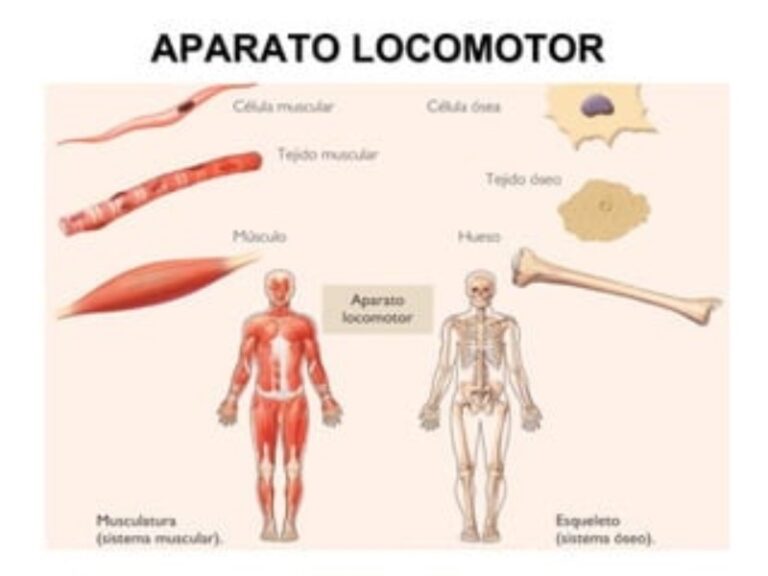 que-sistemas-componen-el-aparato-locomotor