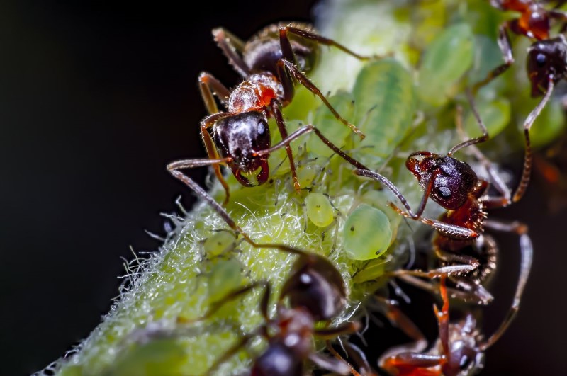relacion-de-mutuo-beneficio-entre-dos-especies