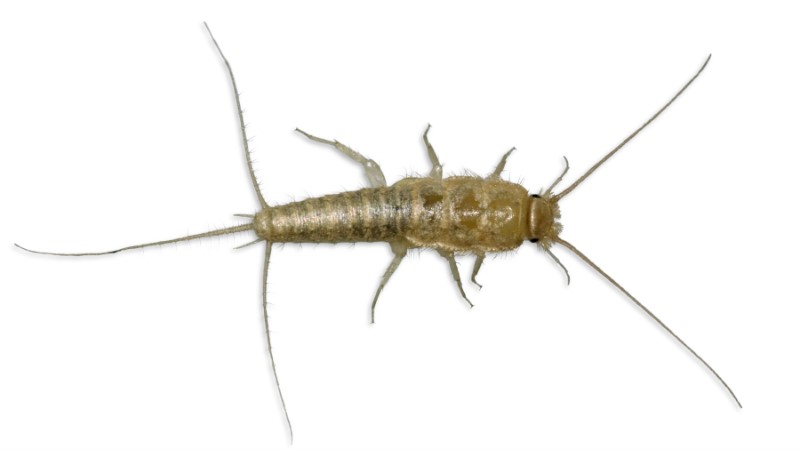 ver-bichos-que-no-existen