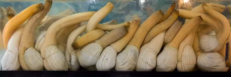 chiludas-almejas